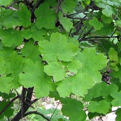 Acer opalus